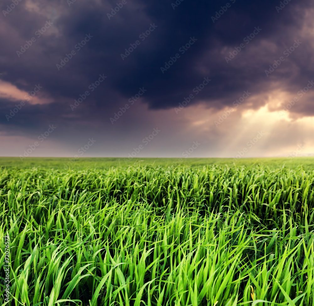 Fototapeta premium field