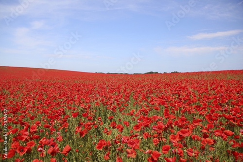 Poppy field with blue sky © pfluegler photo