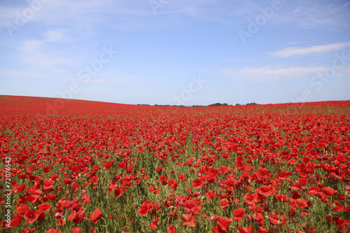 Poppy field with blue sky