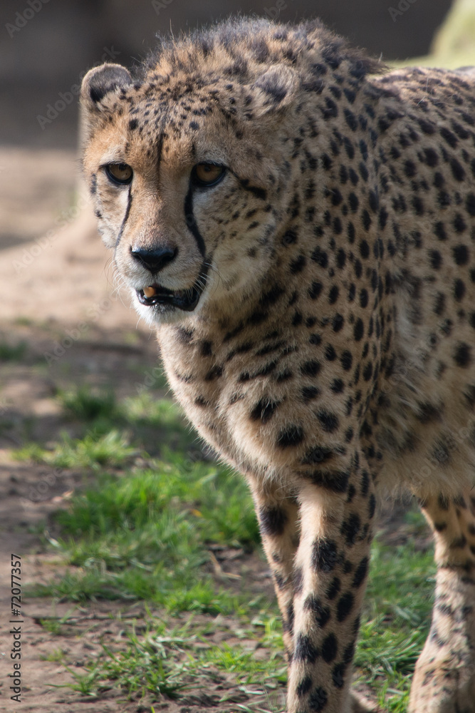 Cheetah Cheetah