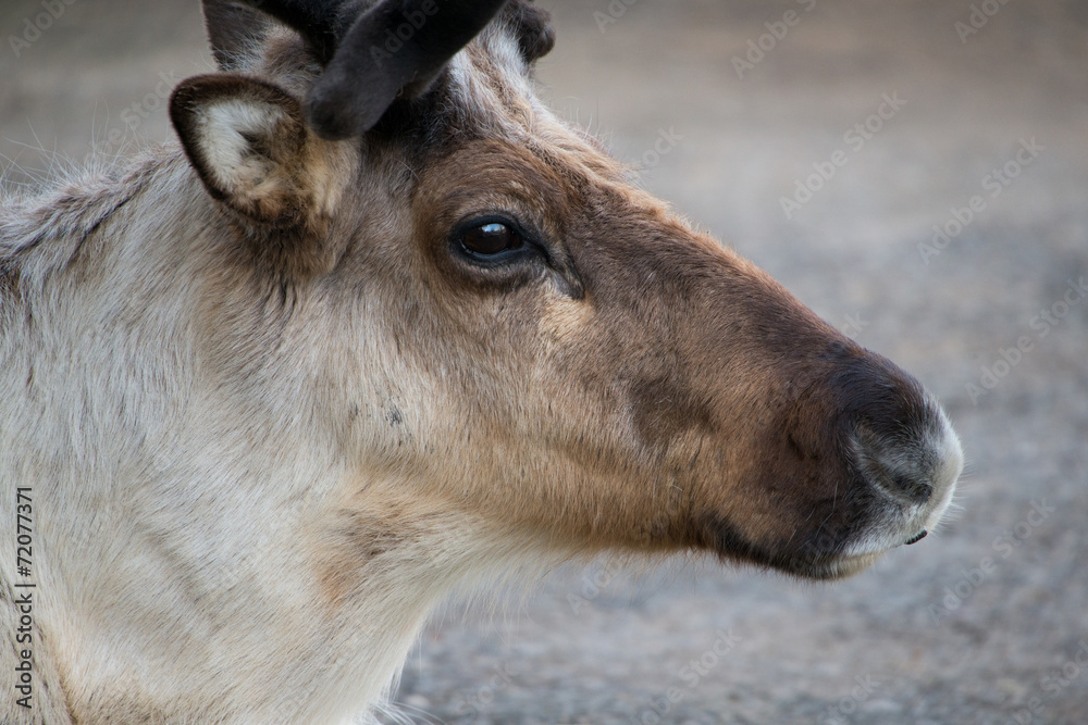 Fototapeta premium Reindeer close up