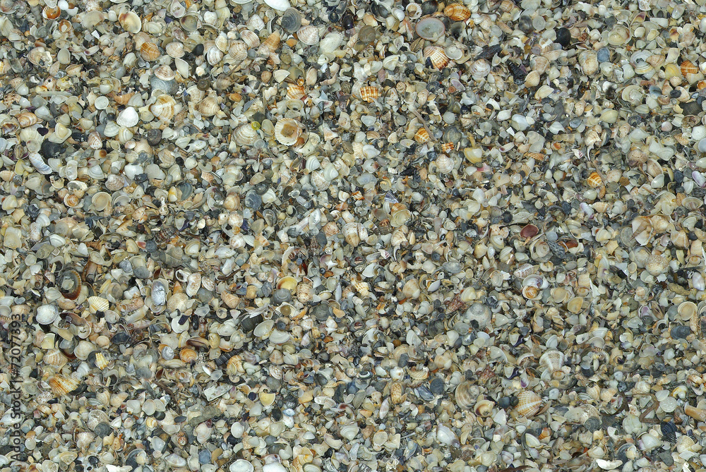 seamless natural shells background (can be tiled without seam) seamless natural shells background (can be tiled without seam)