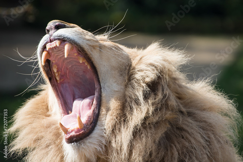 Lion yawning