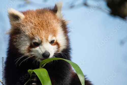 Fototapeta Naklejka Na Ścianę i Meble -  Red Panda