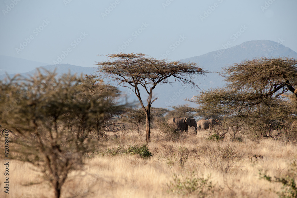 Obraz premium elephant