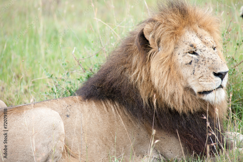 Obraz premium lion