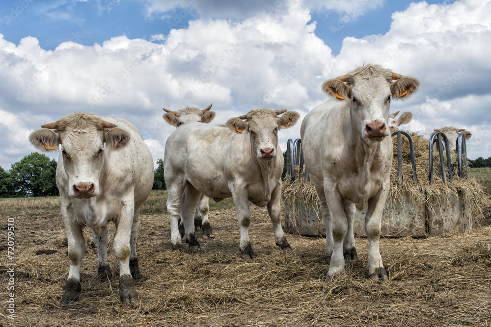 Fototapeta premium Vaches 