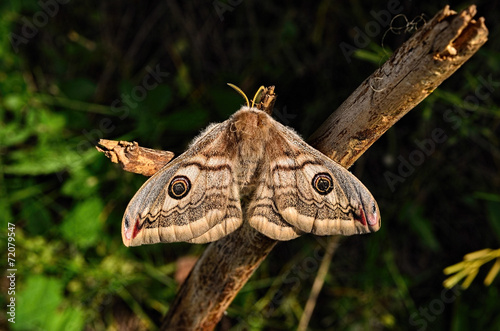 Moth © fotocof