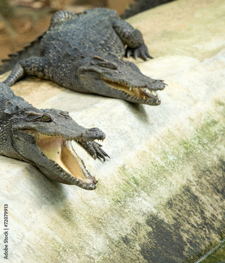 Fototapeta premium Alligator