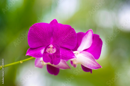 orchid