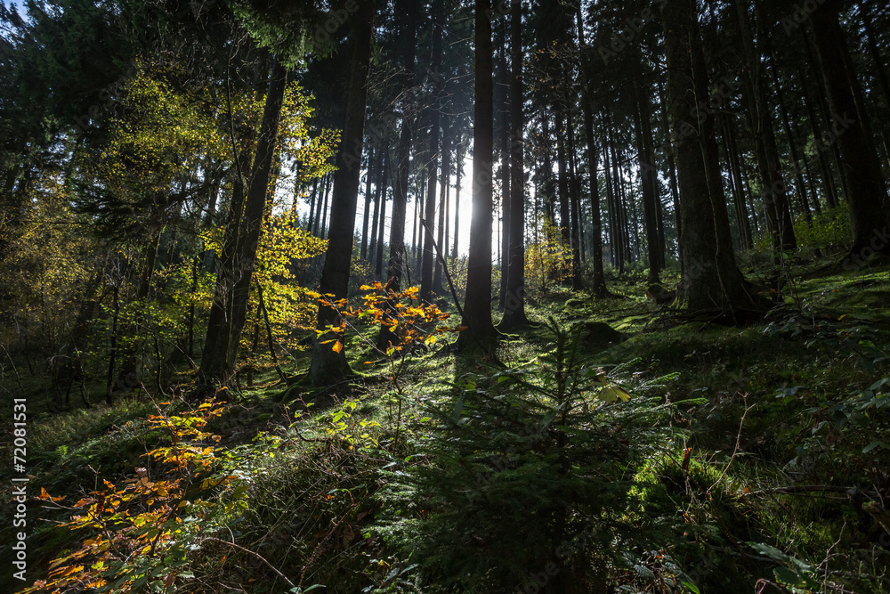 Obraz premium german coniferous forest