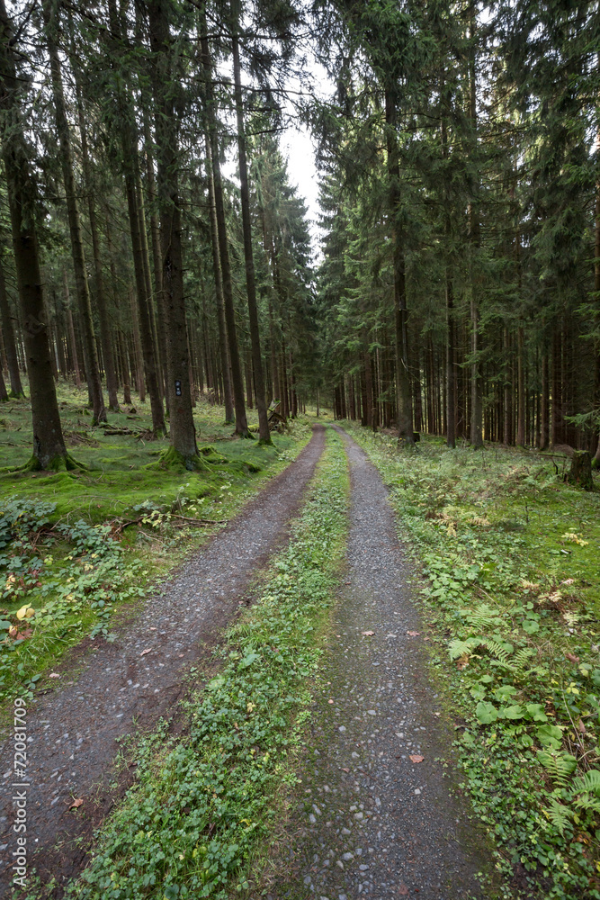 Fototapeta premium german forest path
