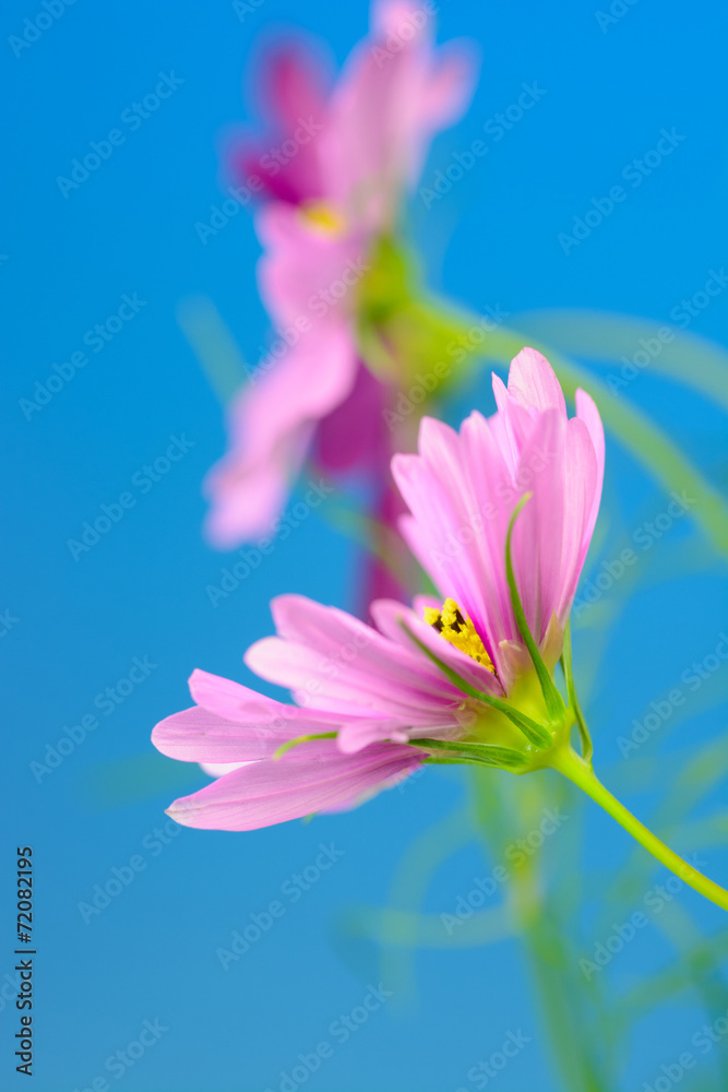 Fototapeta premium コスモス