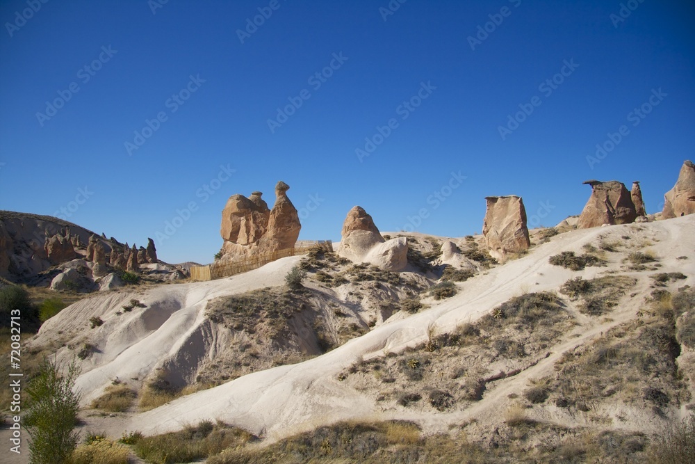 Fototapeta premium Il Cammello