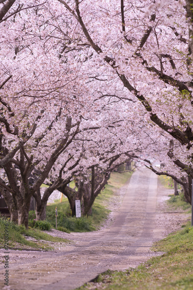 桜のアーチ