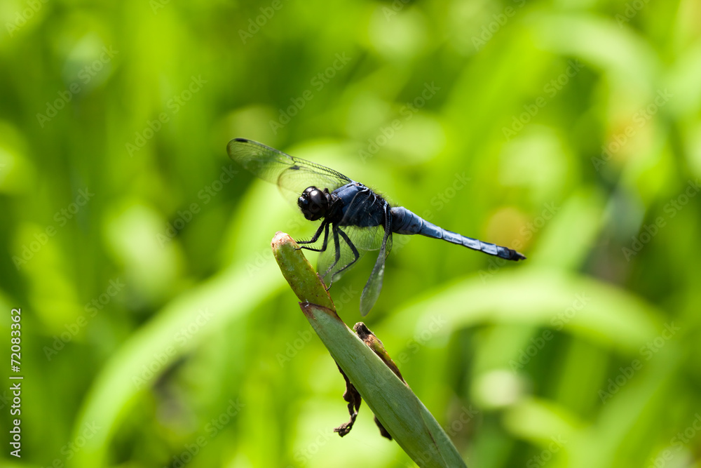 Fototapeta premium Orthetrum albistylum speciosum
