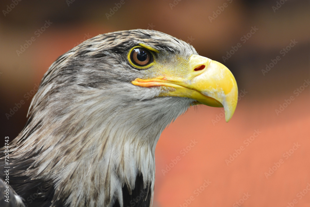 Bald Headed Eagle Bald Headed Eagle