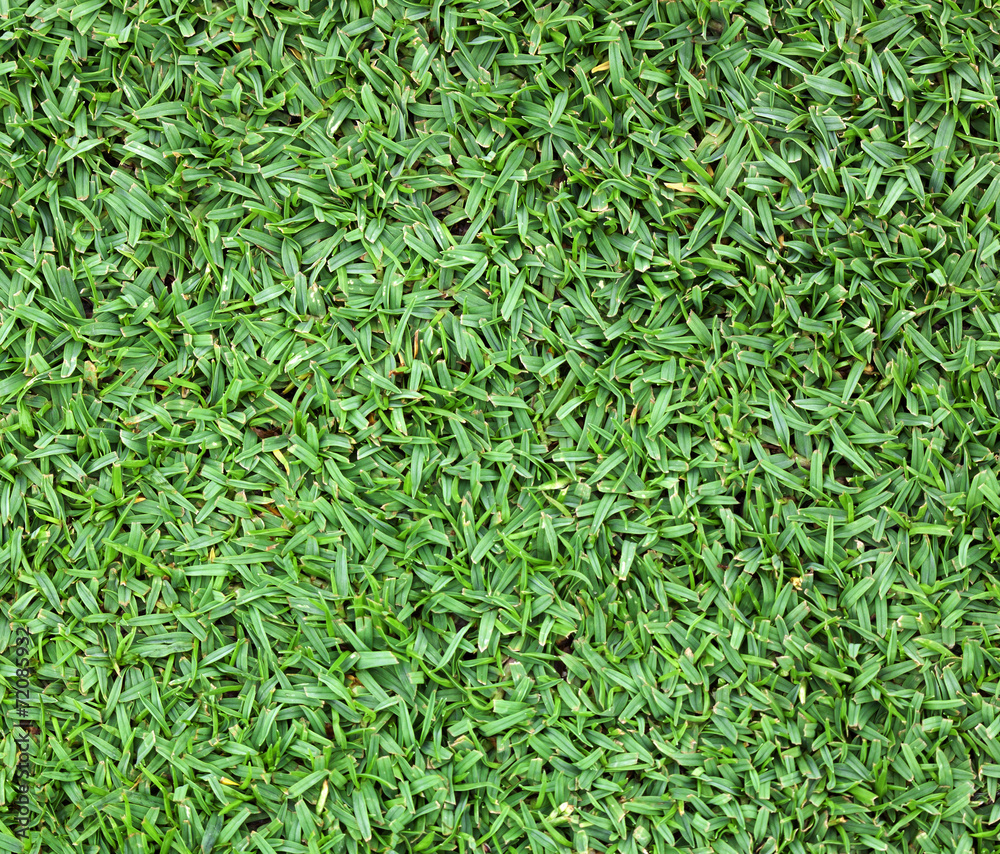 lawn lawn