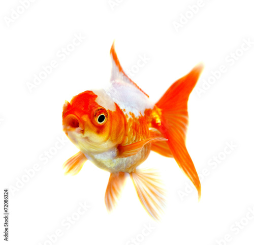 Gold fish Isolation on the white background