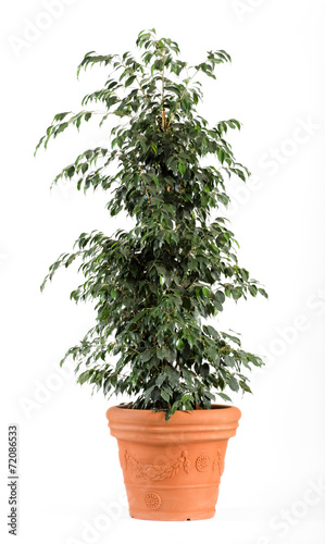 Ficus Benjamina Danielle Plant on Light Brown Pot photo