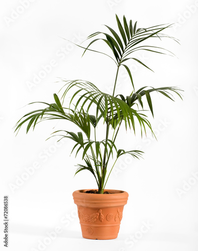 Kenzia Palm Plant on Ordinary Brown Pot