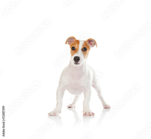 Jack russell terrier