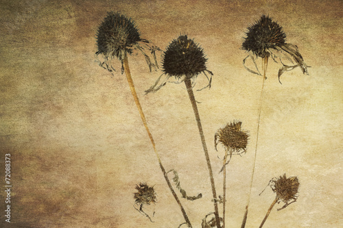 Sonnenhut (Echinacea), verblüht
