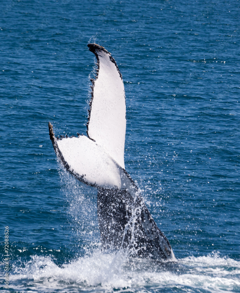 Fototapeta premium whale Hervey Bay Australia