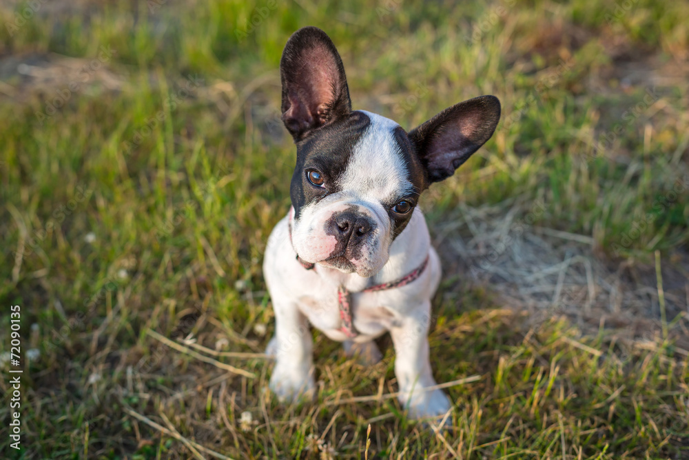 French bulldog puppy on the grass