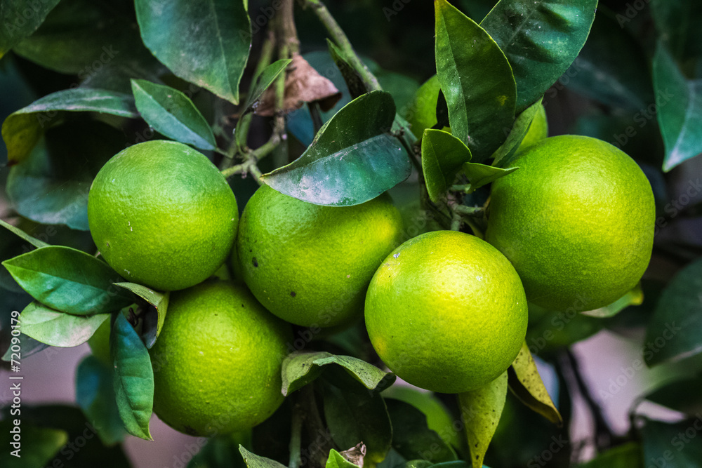 frontal closeup of five wild lemons on a tree