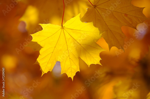 Abstract autumn background, old orange maple leaves, dry tree fo