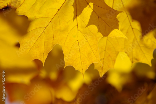 Abstract autumn background, old orange maple leaves, dry tree fo