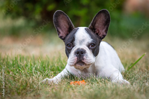 French bulldog puppy on the grass © Patryk Kosmider
