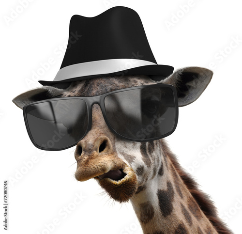 Canvas Print Funny animal portrait of a giraffe with shades and fedora