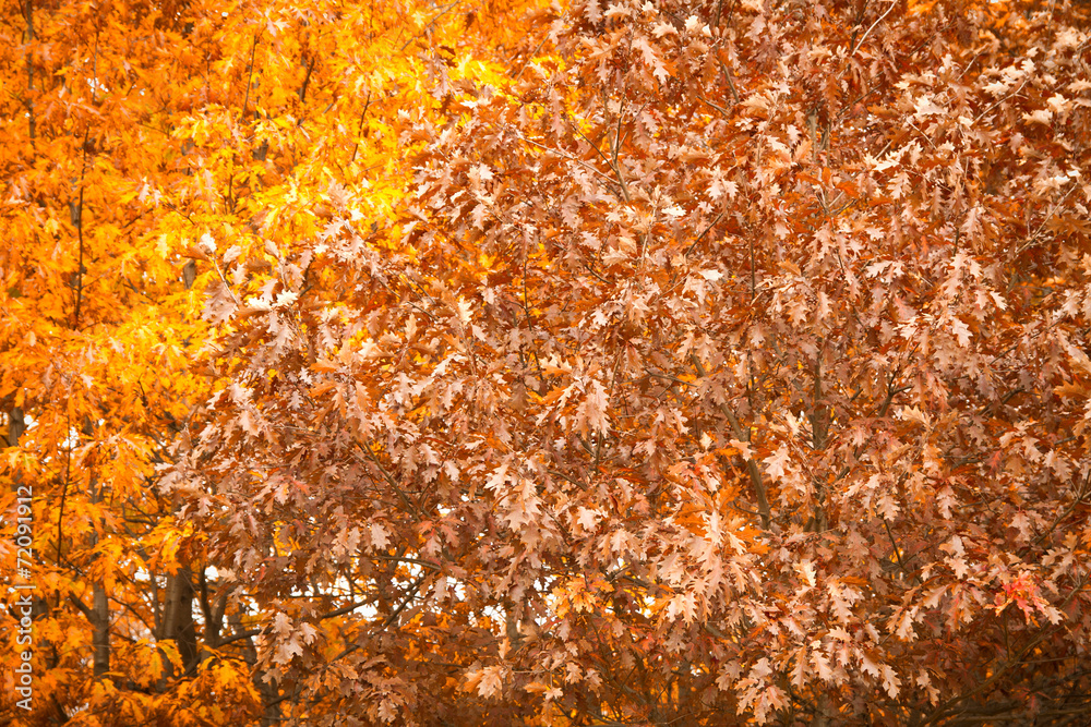 autumn in the park.