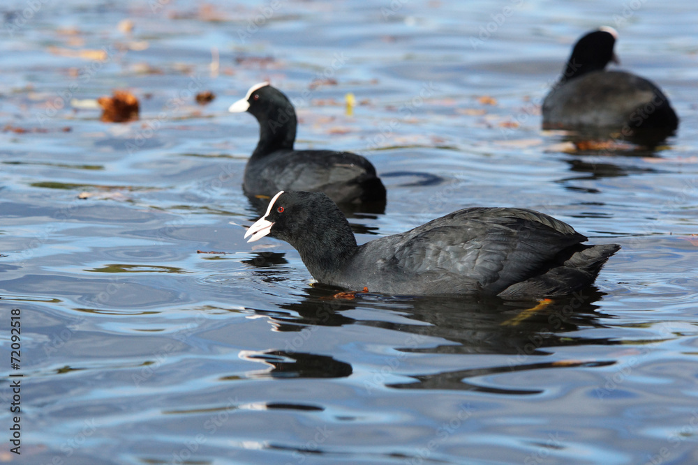 Eurasian Coot, Coot, Fulica atra Eurasian Coot, Coot, Fulica atra