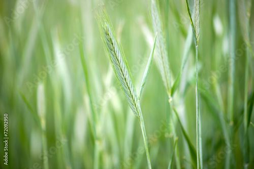 Green wheat field