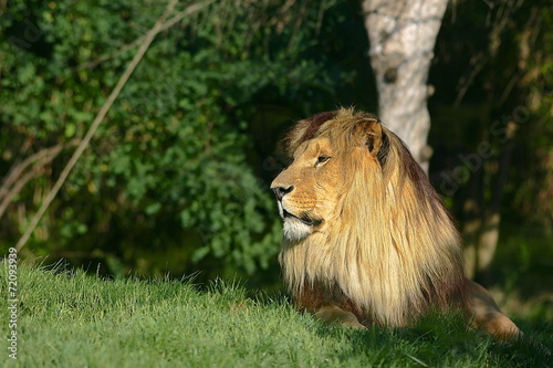 Lion dans l herbe