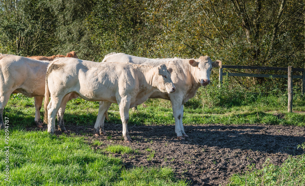 Young cows basking in early morning sunlight Young cows basking in early morning sunlight