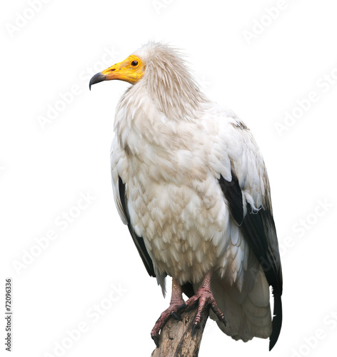 Egyptian vulture photo