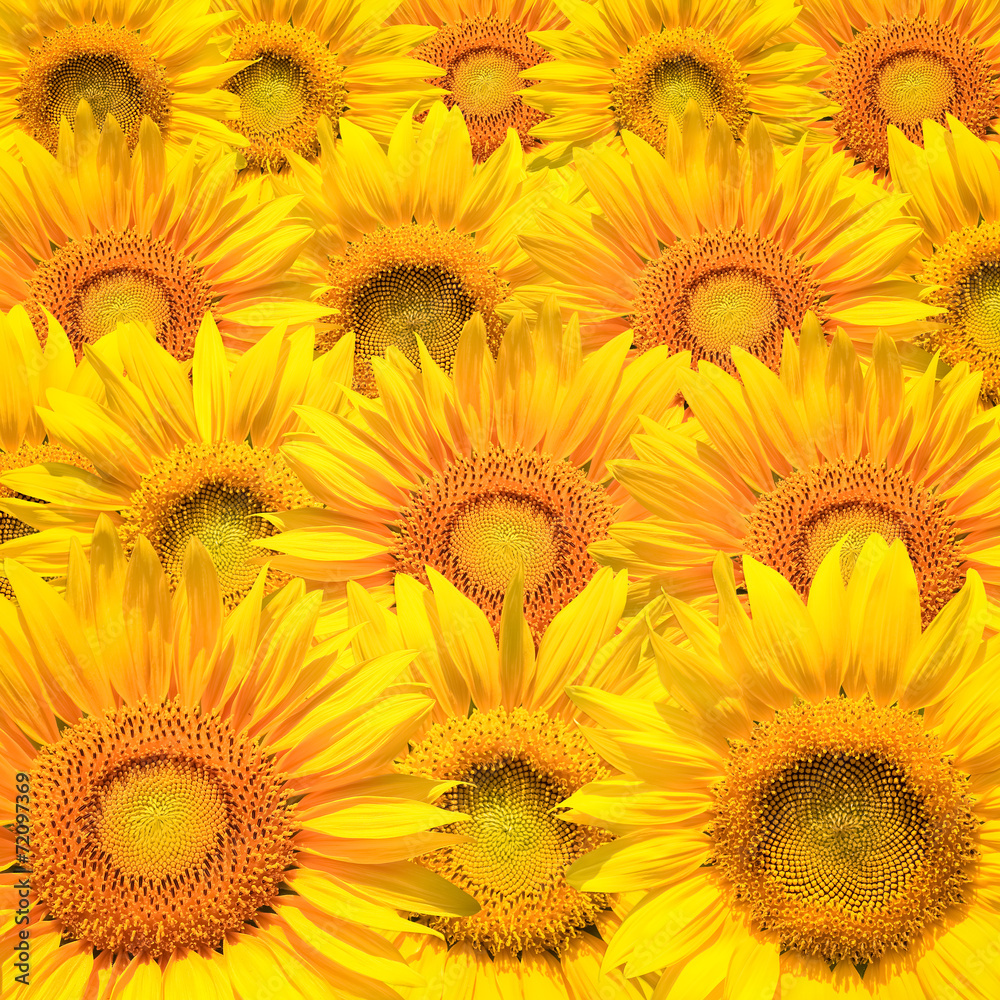 Obraz premium sunflower background closeup
