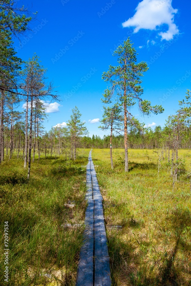 wooden path through the pine forest