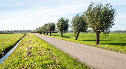 Row of pollard willow trees beside a country road