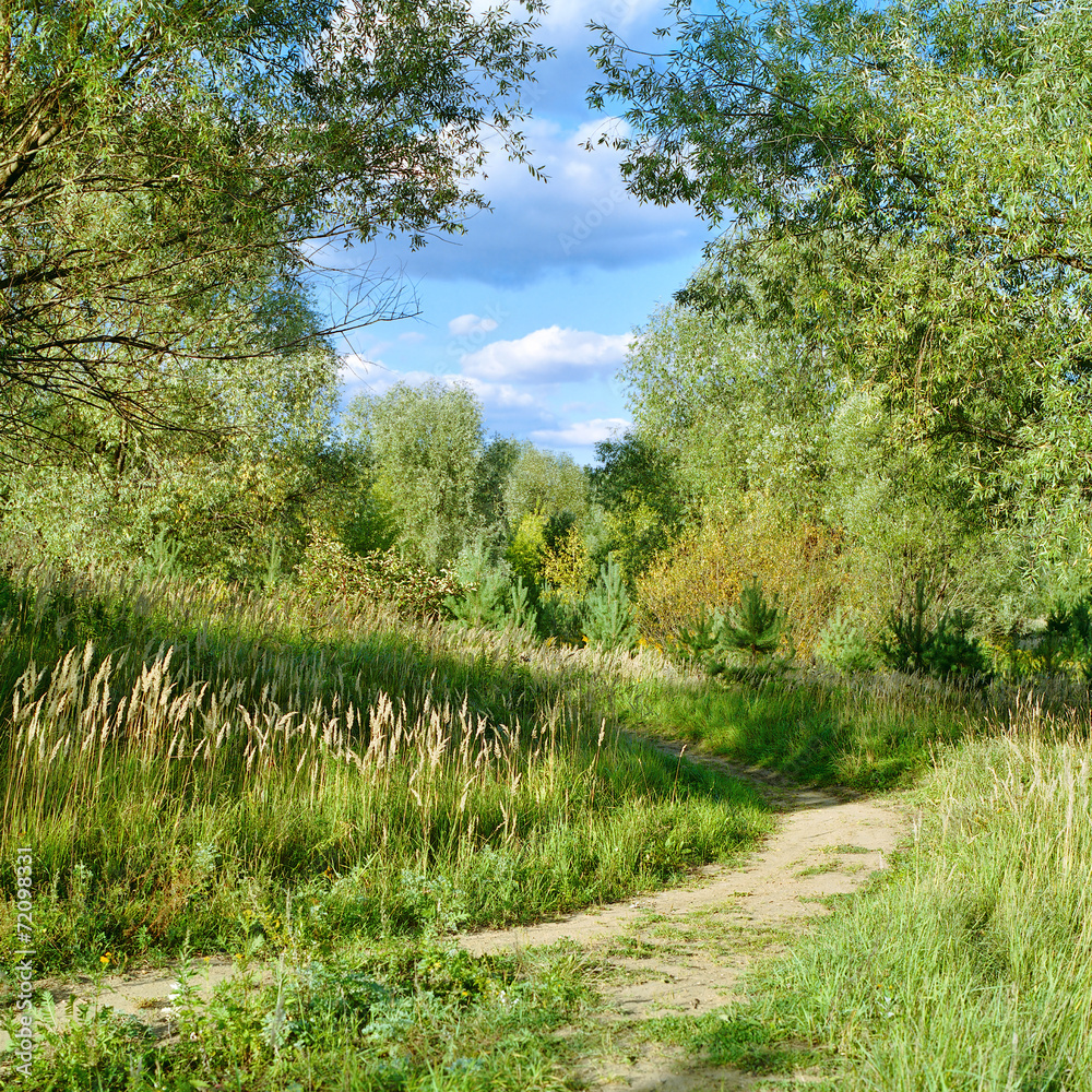 Forest trail in early autumn Forest trail in early autumn