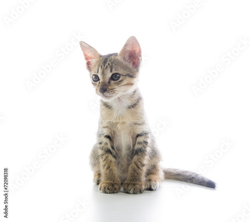 Cute tabby kitten isolated © sorapop