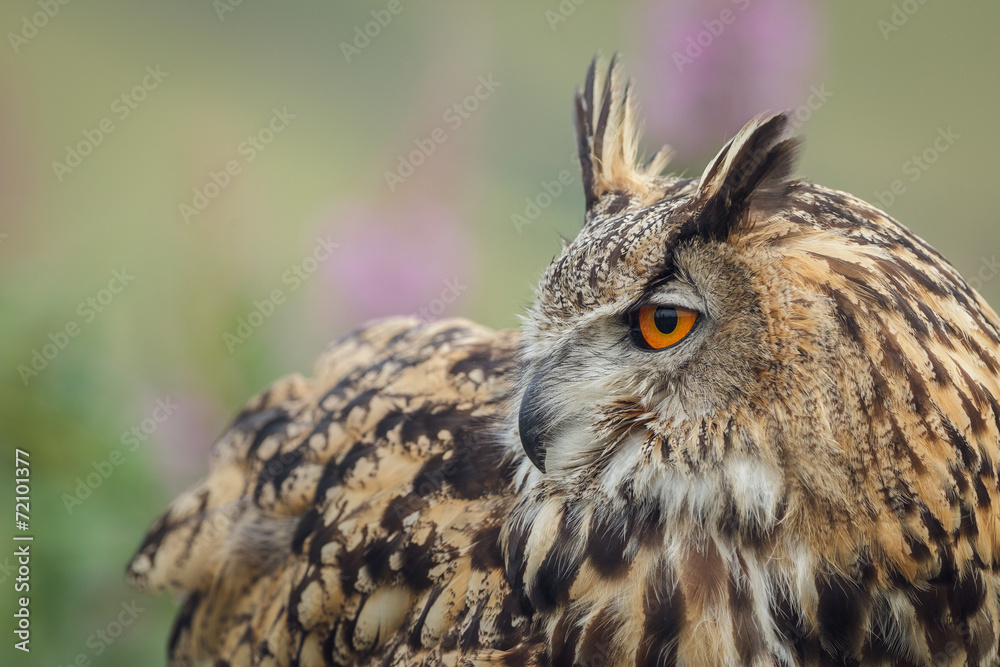 Fototapeta premium Eagle owl looking back