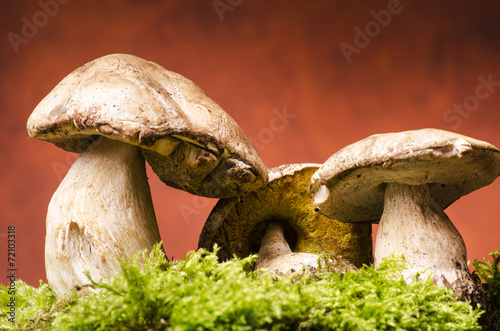 funghi porcini photo