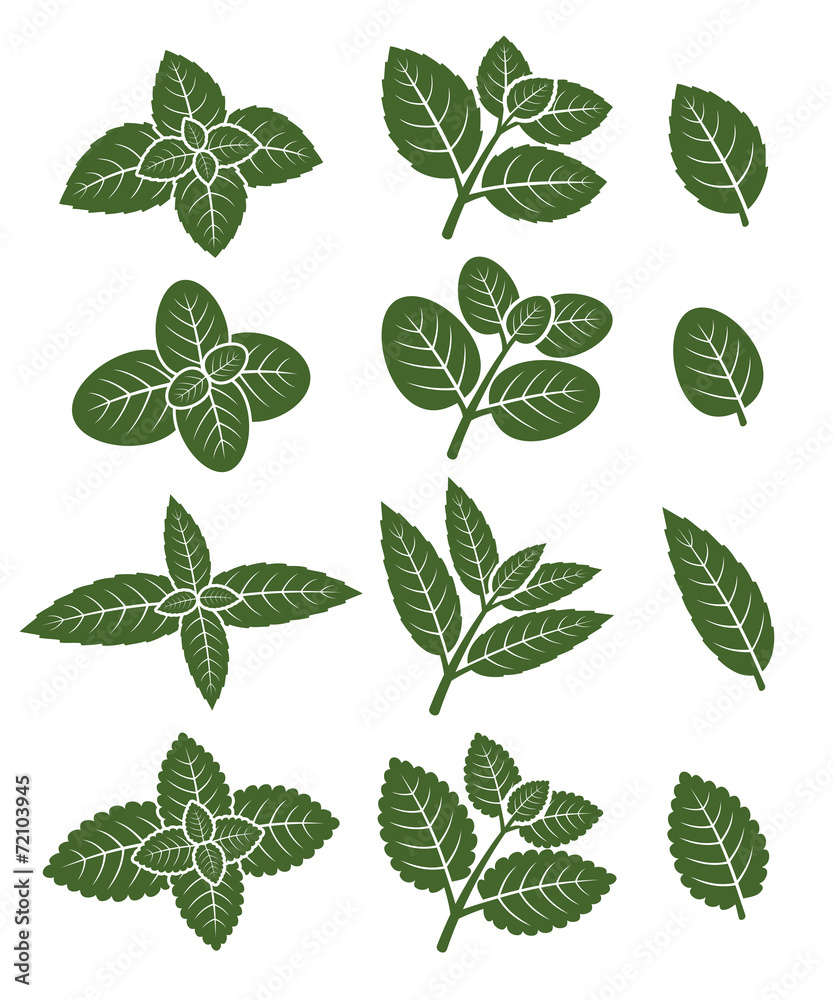 Fototapeta premium Mint leaves set. Vector