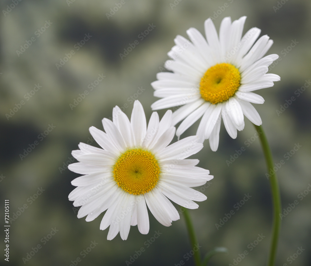 Obraz premium white chamomile in nature