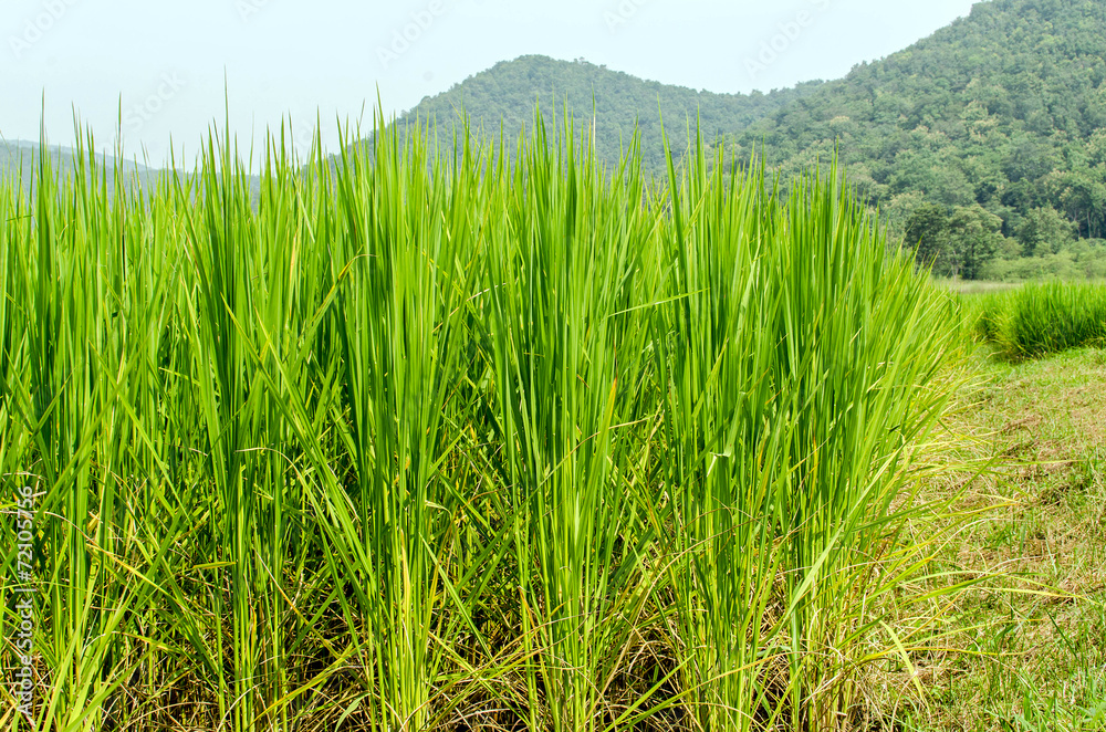 rice field and big mountain rice field and big mountain